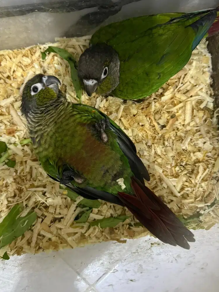 GCC conure / small conure / green check connure