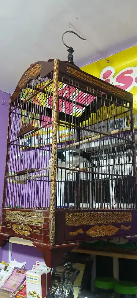 Jalak Suren Gacor siap jadi satpam