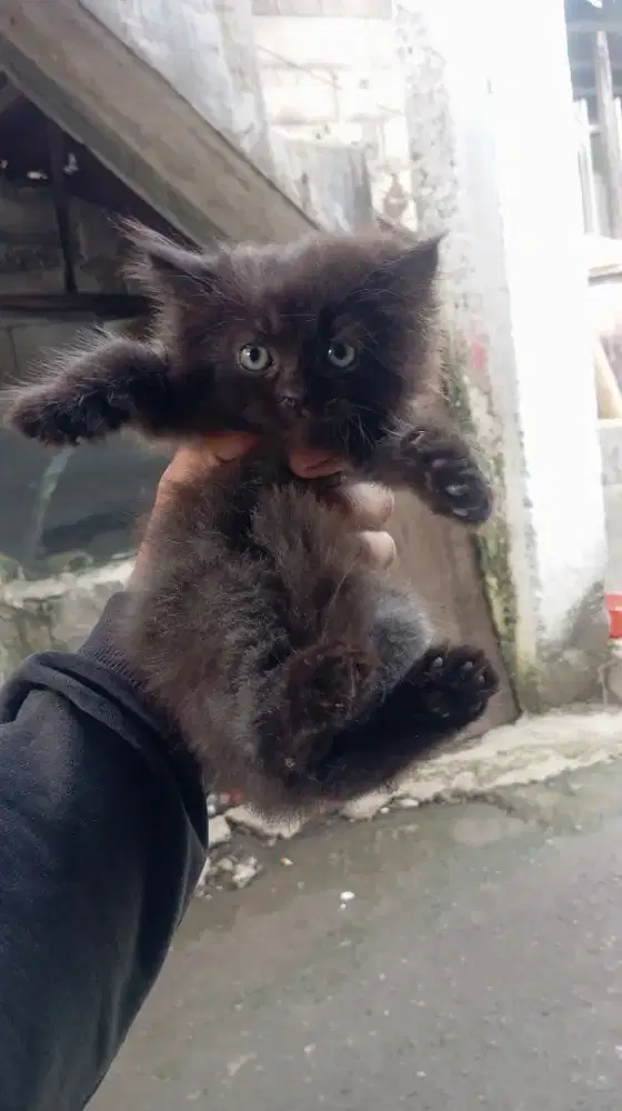 Kitten persia flatnose jantan