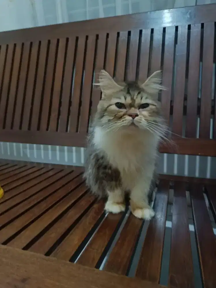 Kucing Jinak makan meo persia proplan nt peaknose flatnose norwegia