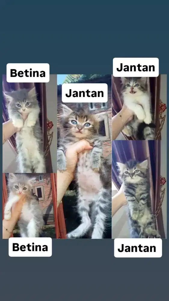 Lepas adopsi Persia