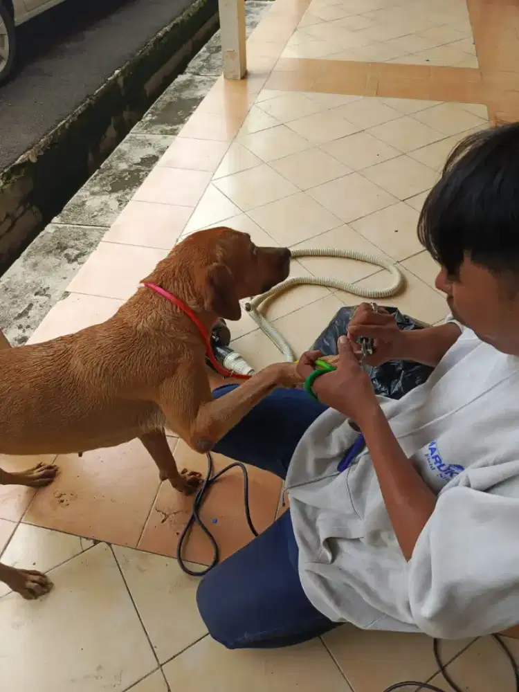 Grooming kucing dan anjing