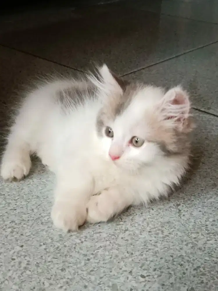 Kucing Munchkin Gaelic cebol Munckin BSH scottish British short hair