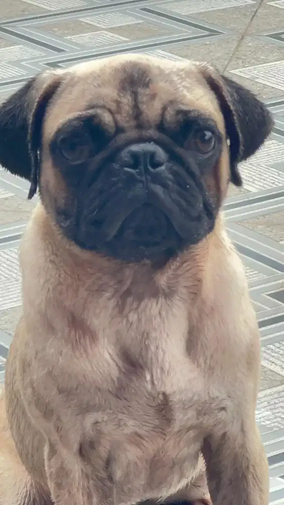 jual anjing pug