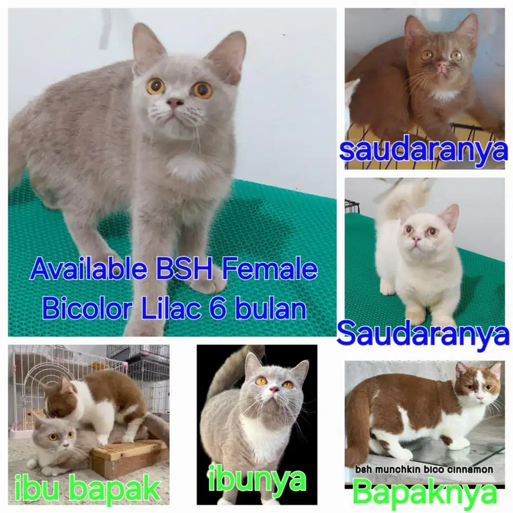 Bsh bico lilac betina