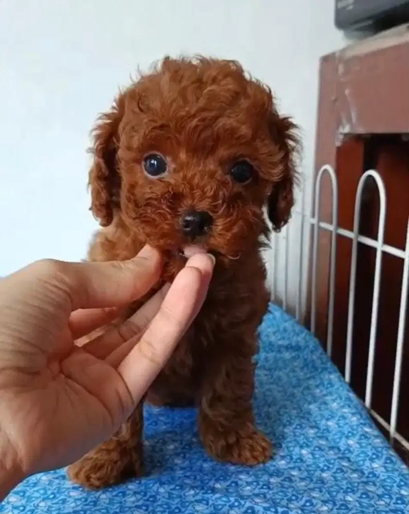 Puppies / anjing red toy poodle cute