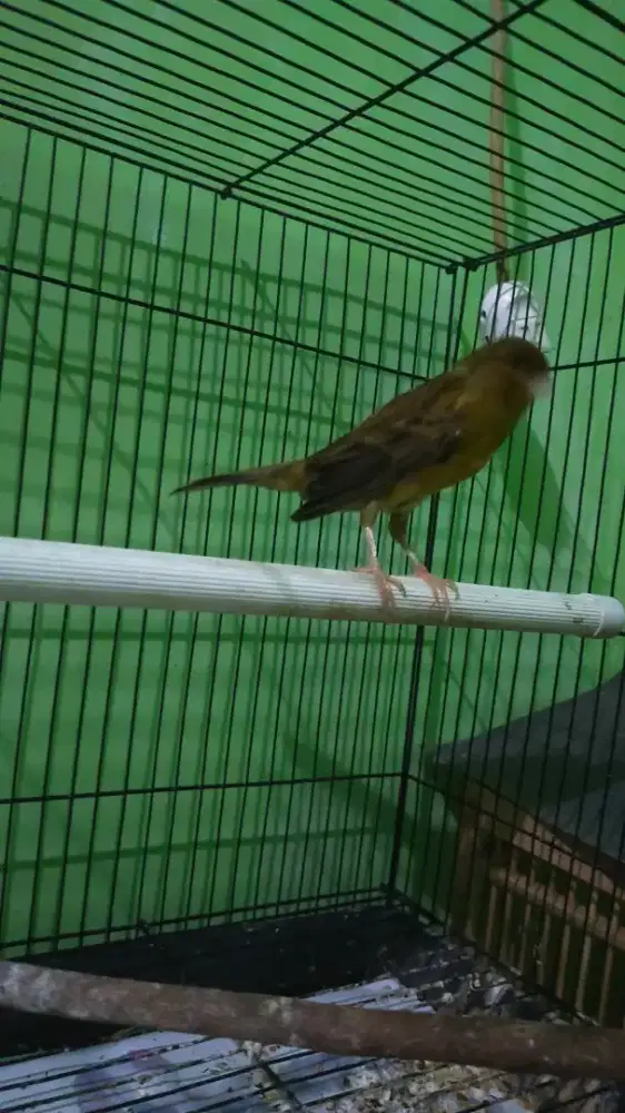 kenari f1 betina dewasa