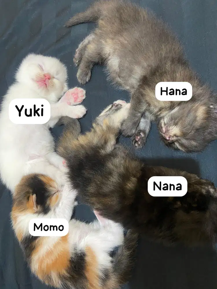 Open Adopsi Anak Kucing Anggora