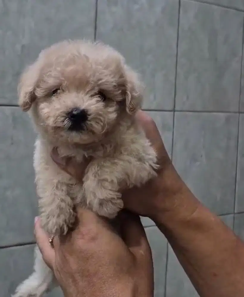 Puppies / anjing toy poodle cute murmer