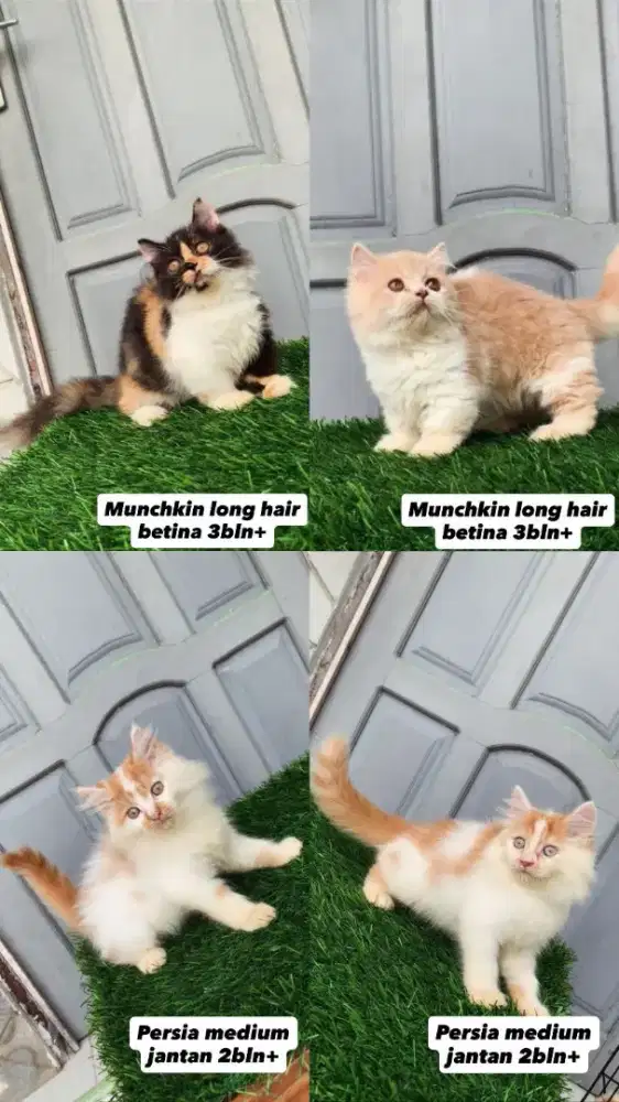 Lepas adopsi kucing