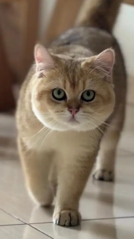 BSH GOLDEN JANTAN