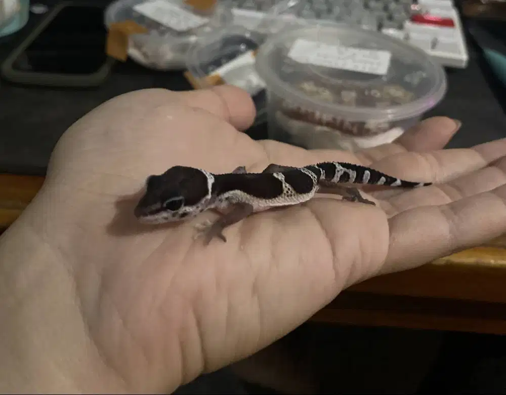 leopard gecko black night