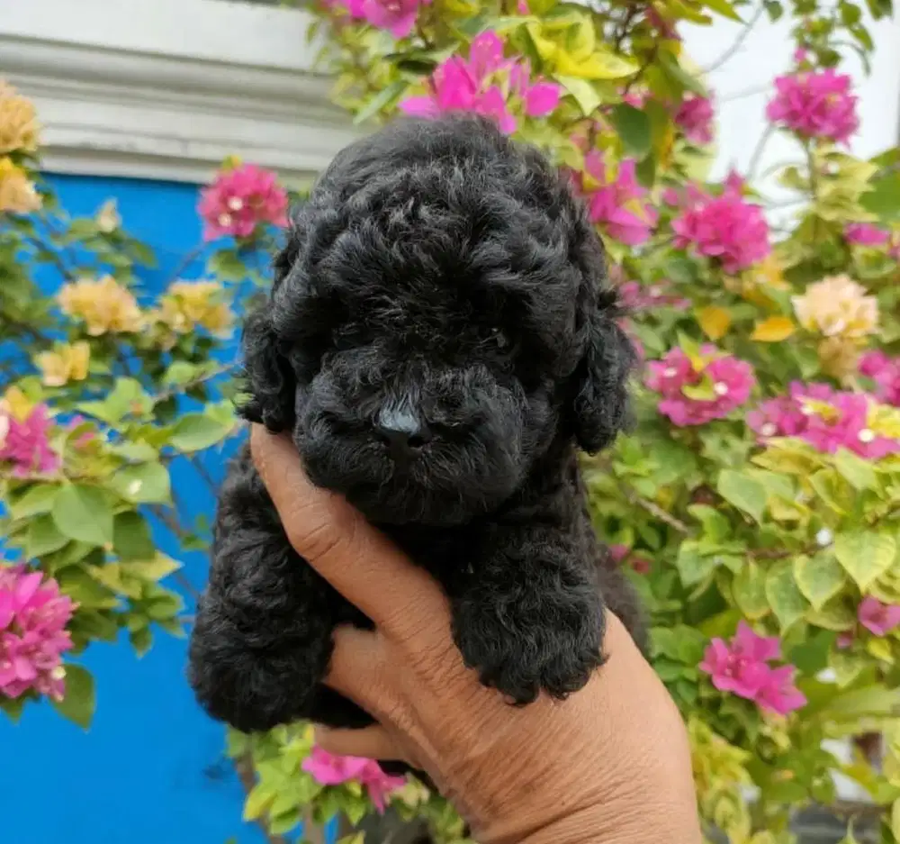 Puppies / anjing black toy poodle (jantan)