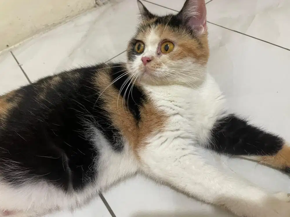 BSH Betina hamil Besar (British)