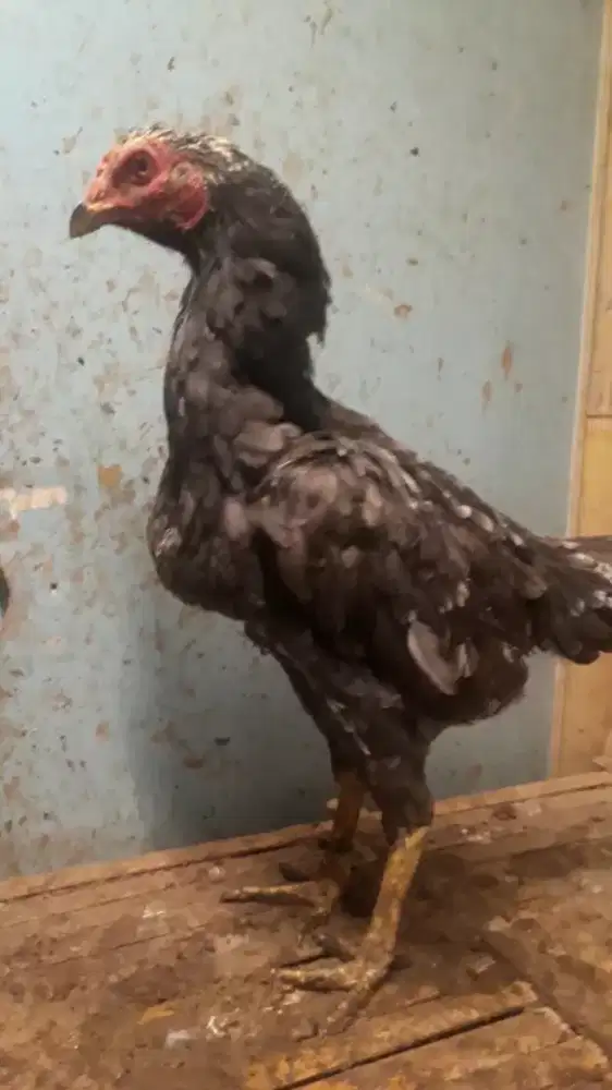 Ayam bangkok mangon