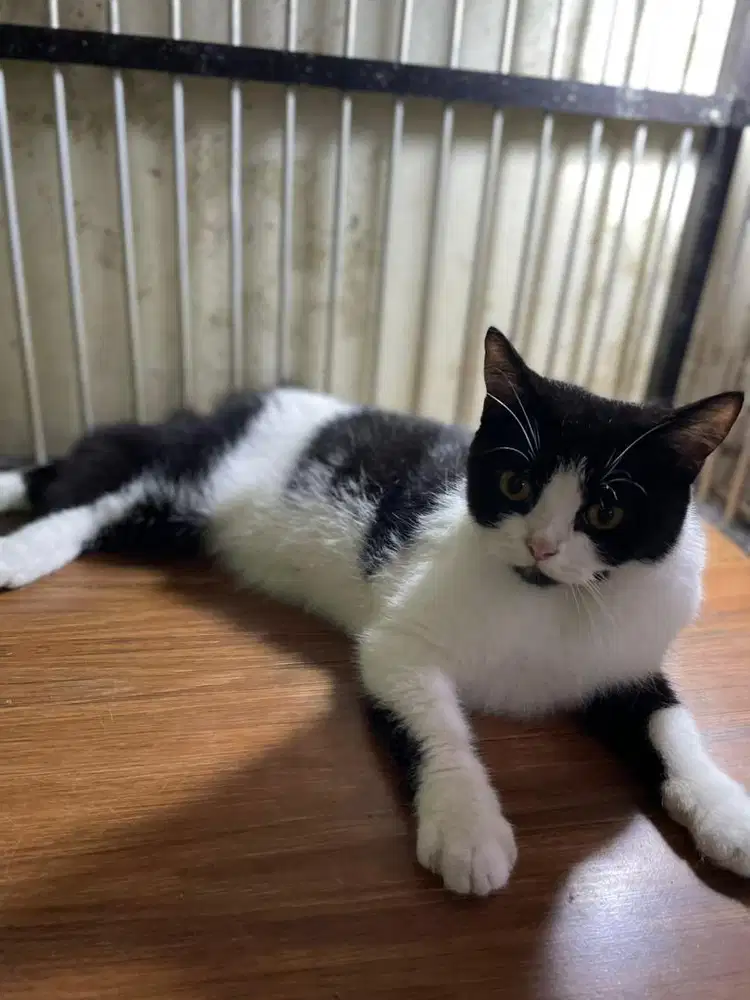 BSH Betina Hamil Bicolor Black and White