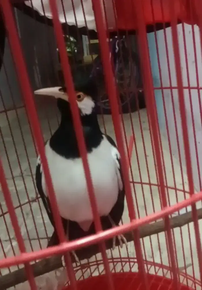 jalak suren gacor edisi bisa barter atau TT