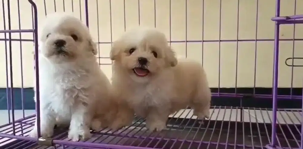 Puppies / anjing white toy poodle