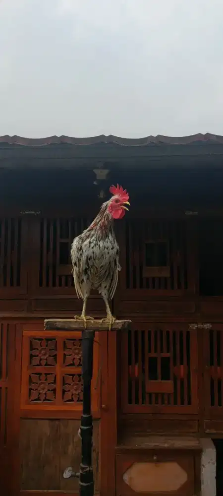 Ayam ketawa dangdut muda