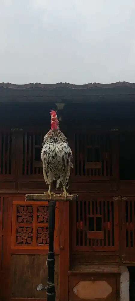 Ayam ketawa dangdut
