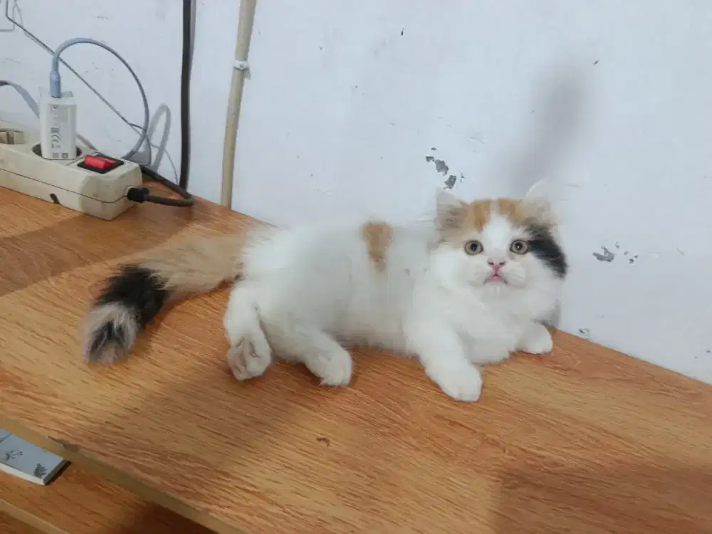 Kitten flatnose betina