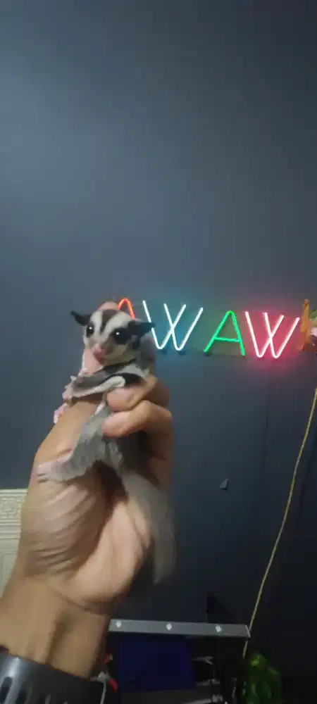 Sugar glider joy betina 1bulan 2 mnggu gembul