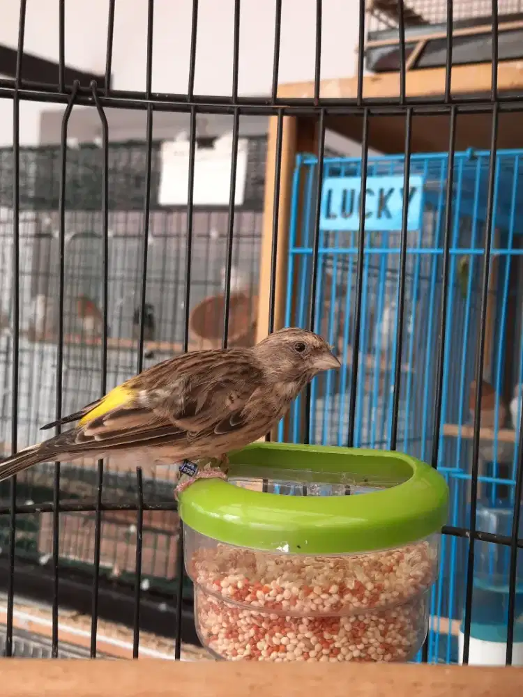 Burung blackthroat bostwana