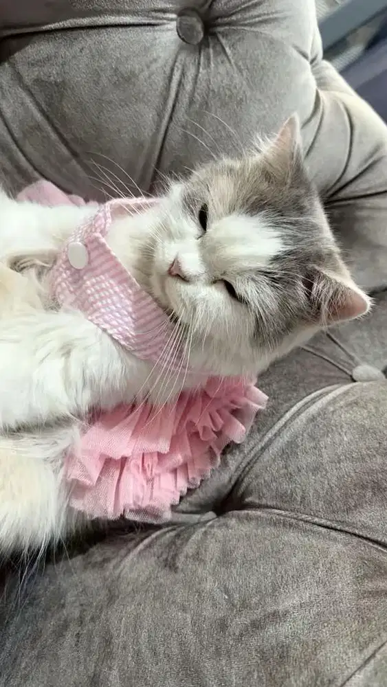 Lepast Adopt Maincoone mix (princes luna)