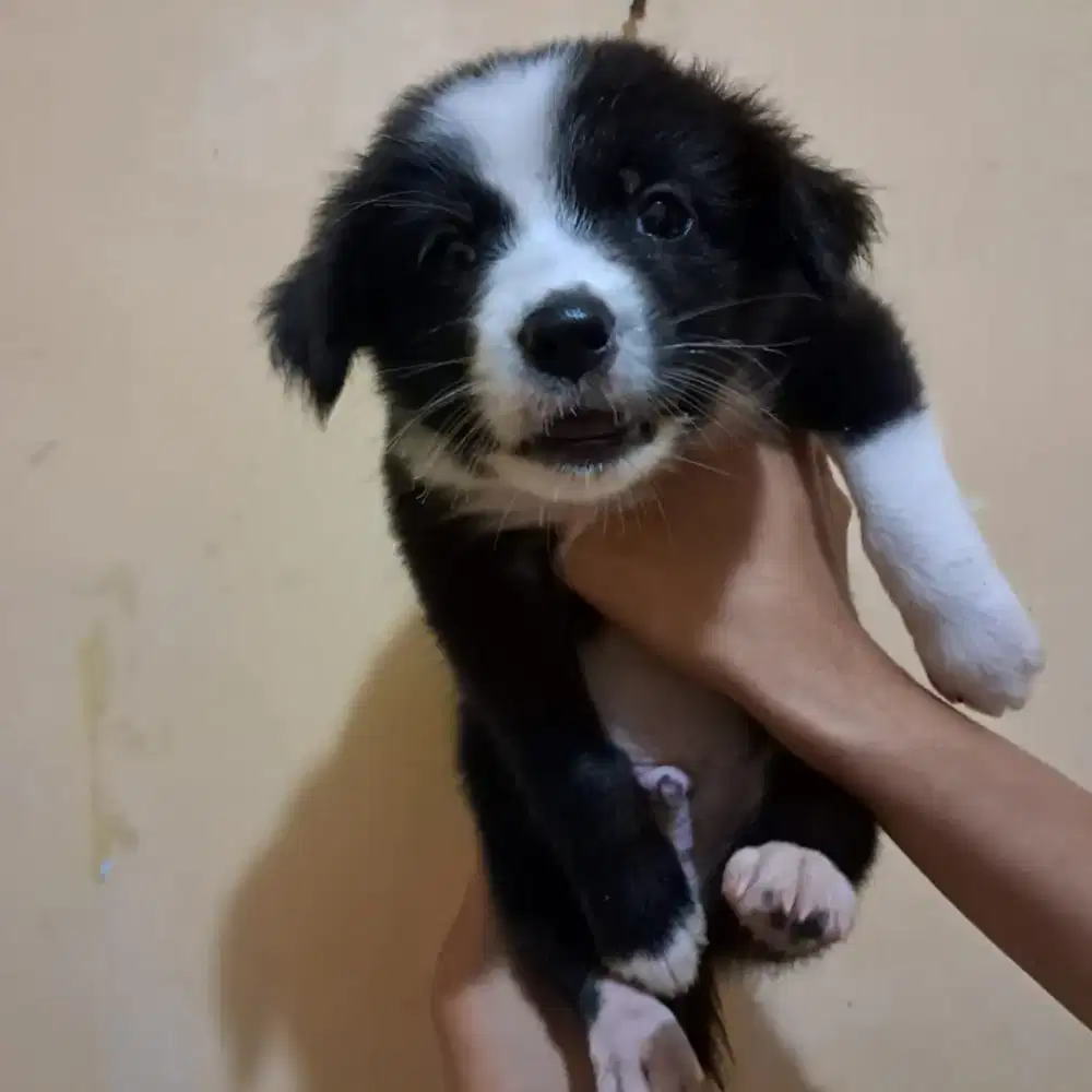 anak anjing  jogja