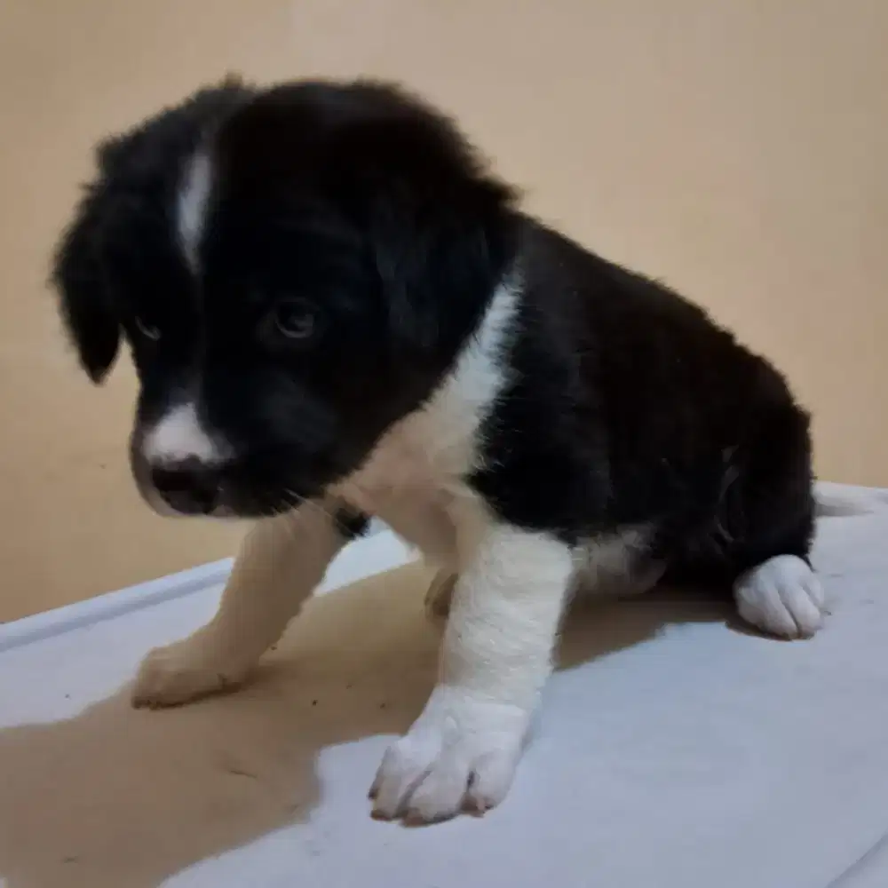 anak anjing betina