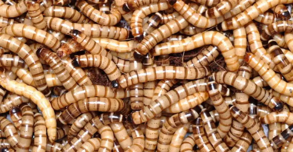 ULAT JERMAN HIDUP 500GR