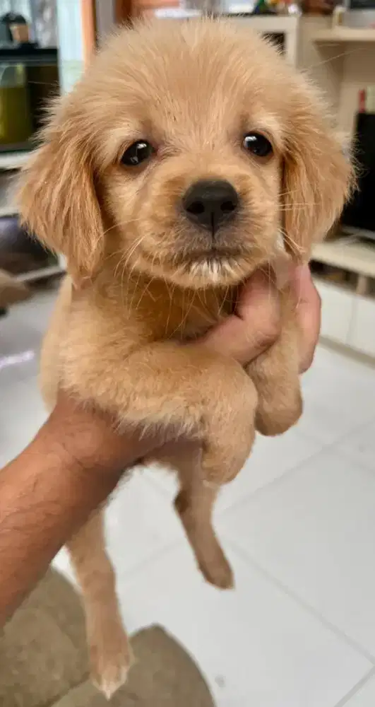 anjing golden anakan