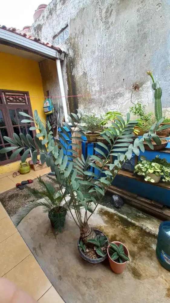 Zamia Furfuracea atau Encephalartos Horridus