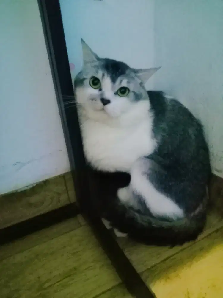 Lepas Adopt Kucing Jantan 2 Tahun Birahi