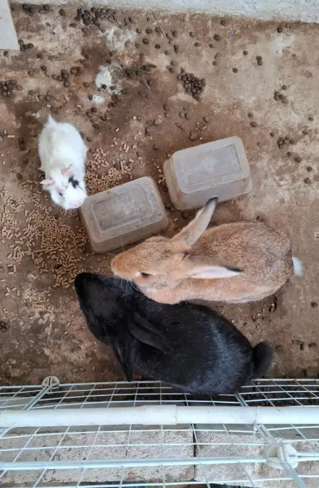 Kelinci dan Marmut