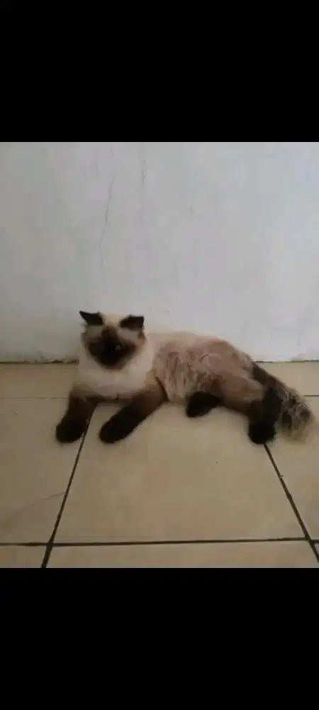 Jual kucing persia himalaya siamese siam
