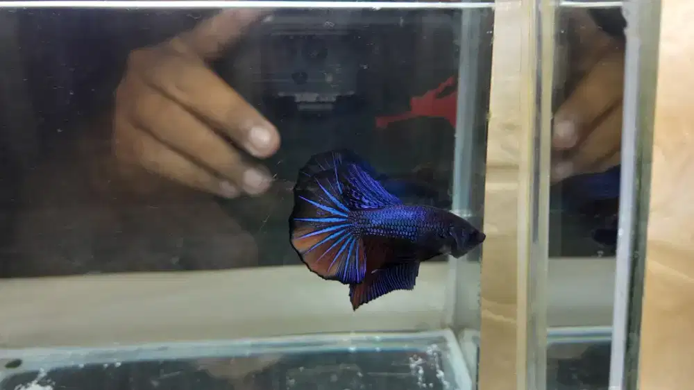 HMPK Blue Dragon