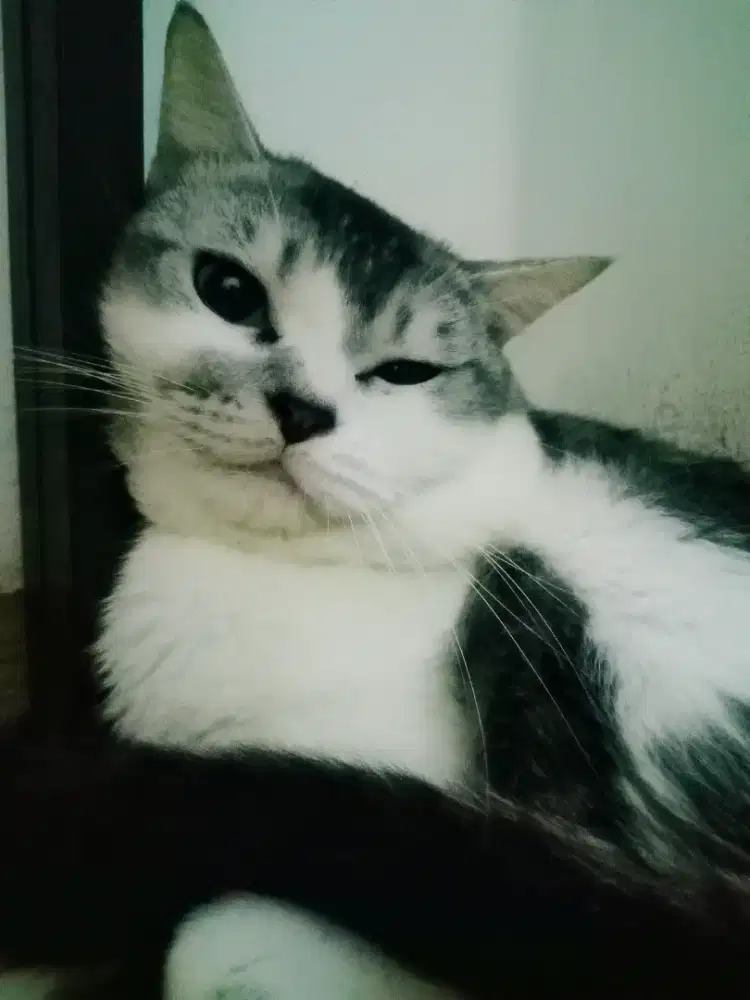 Lepas adopsi Jantan Siap Kawin