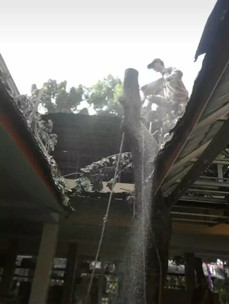 jasa tebang pohon