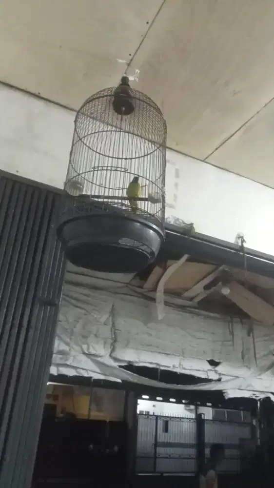 JUAL MURAH 1 BURUNG KUTILANG EMAS GACOR Sering Berkicau LNGSNG NYAUT