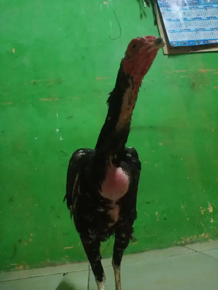 Ayam bangkok betina