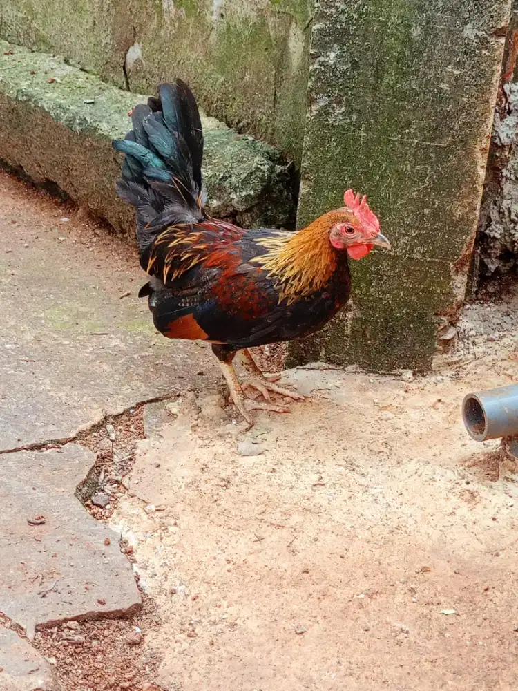 Jual ayam Kate jantan 4 bulanan
