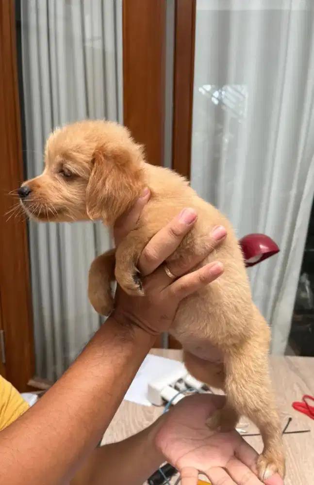 anak anjing golden
