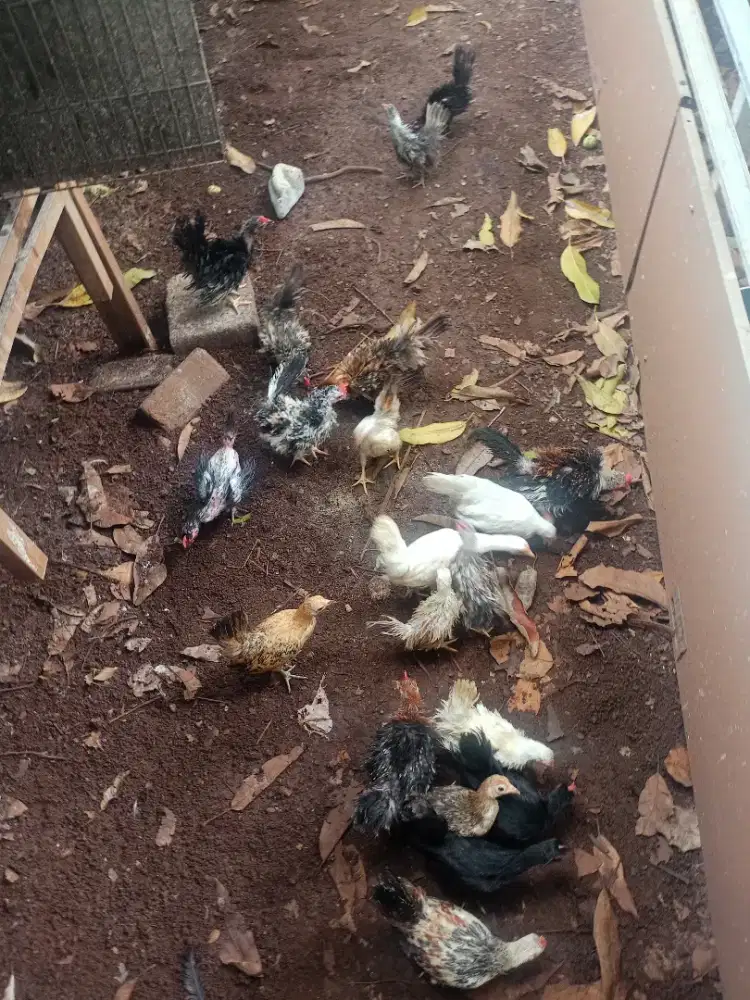 Jual anakan ayam Kate walik dan biasa