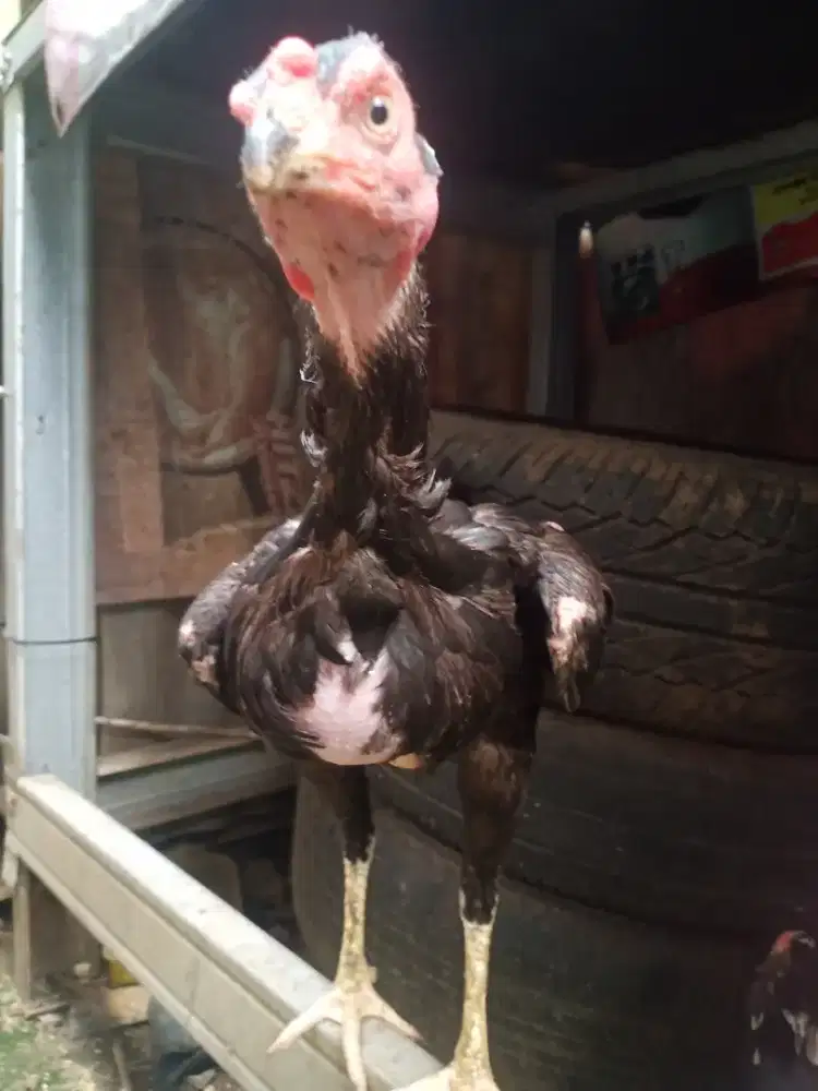 Ayam bangkok betina