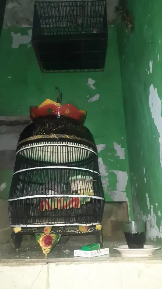 Bangkok semi cetekan