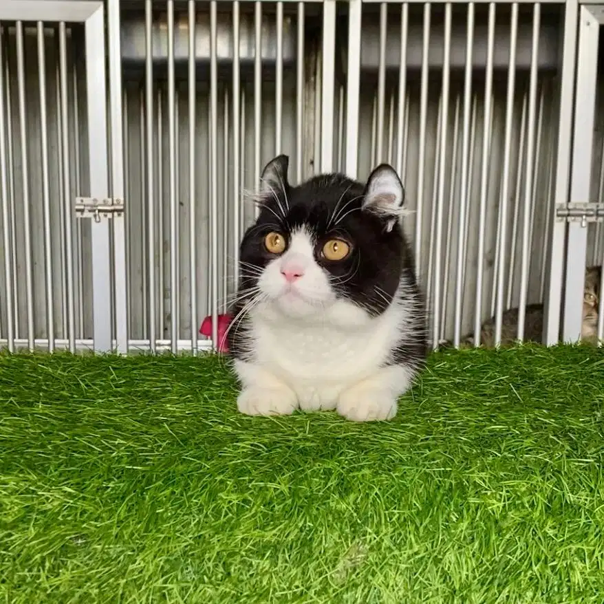 Munchkin Female