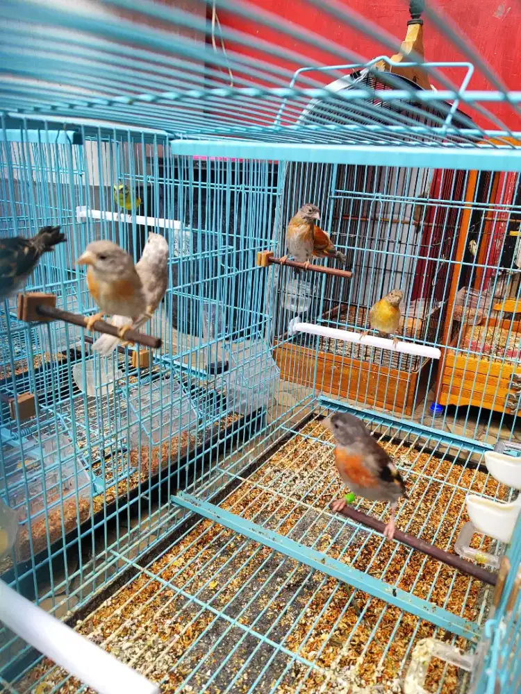 Red siskin betina siapan