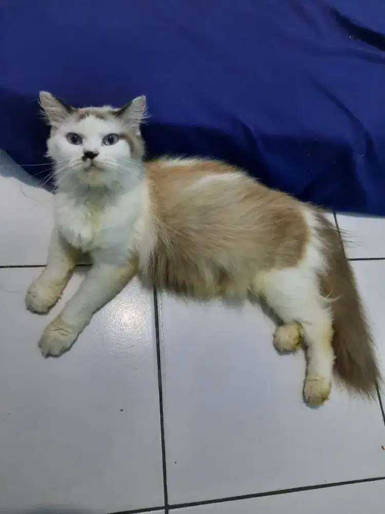 Himalaya midol Longhair