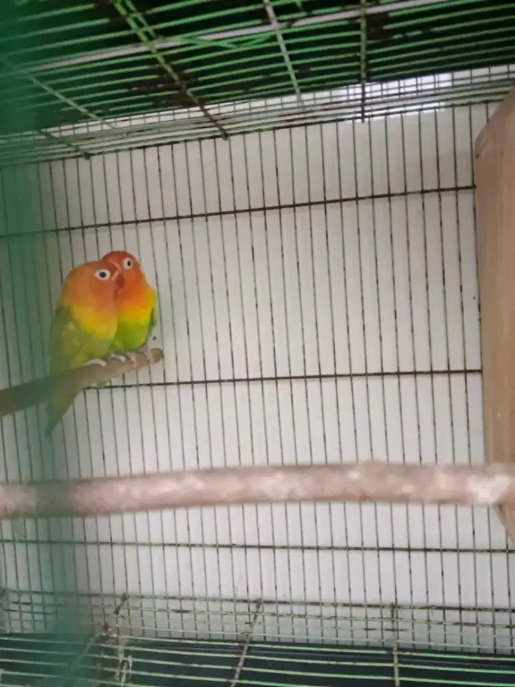Lovebird sepasang / produksi